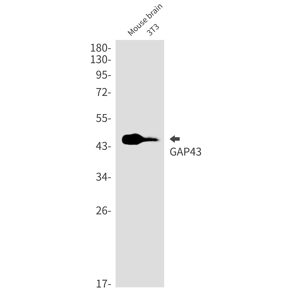 GAP43 Rabbit Monoclonal Antibody