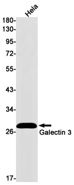 Galectin 3 Rabbit Monoclonal Antibody