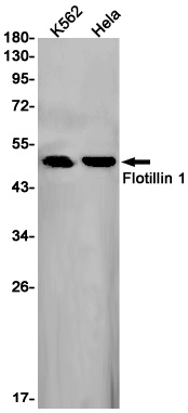 [KD] Flotillin 1 Rabbit mAb