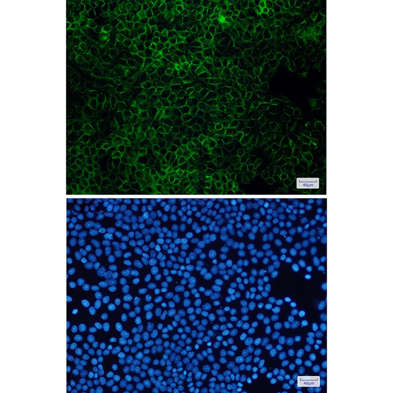 [KD] Flotillin 1 Rabbit mAb
