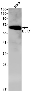ELK1 Rabbit Monoclonal Antibody