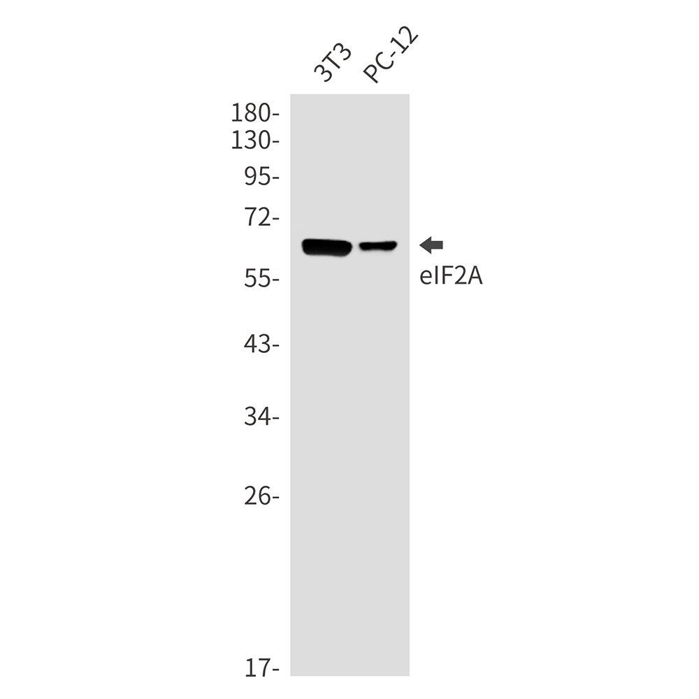 EIF2A Antibody