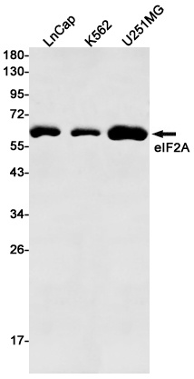 EIF2A Antibody