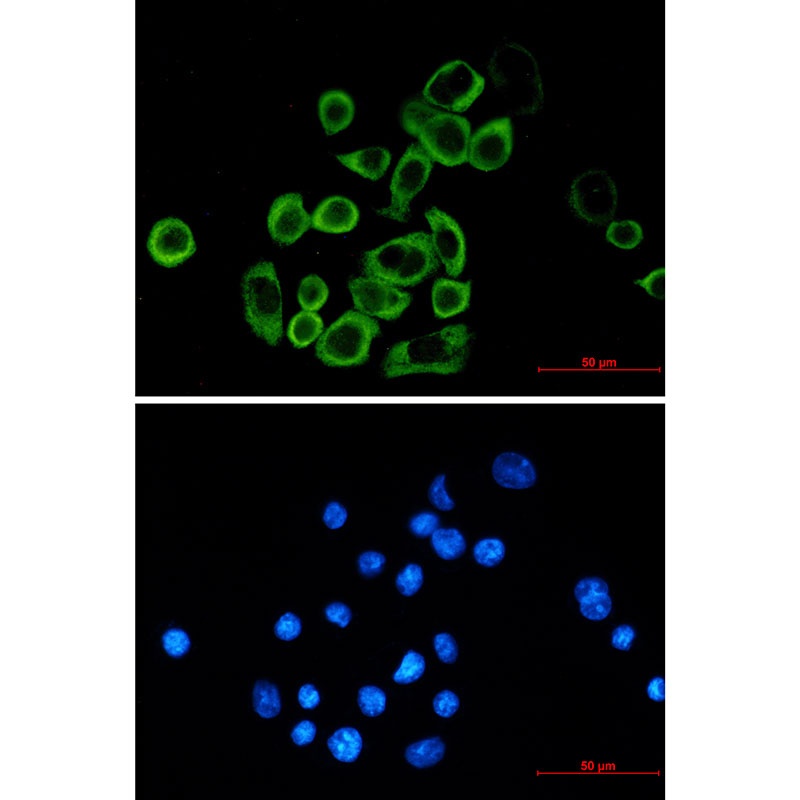 EIF2A Antibody