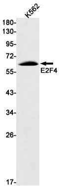 [KO] E2F4 Rabbit mAb