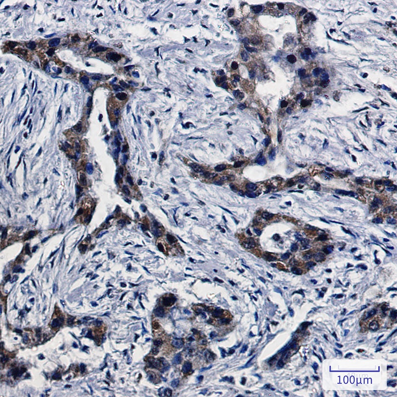 DPD Rabbit Monoclonal Antibody