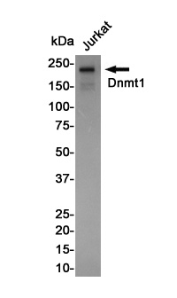 Dnmt1 Rabbit Monoclonal Antibody