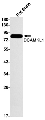 [KD] DCAMKL1 Rabbit mAb