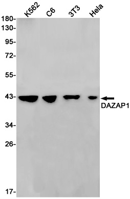 [KO] DAZAP1 Rabbit mAb