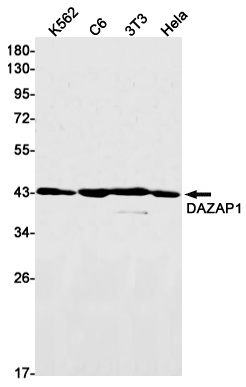 [KD] DAZAP1 Rabbit mAb