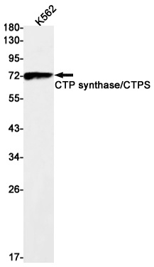 CTPS1 Antibody