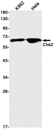 [KO] Chk2 Rabbit mAb