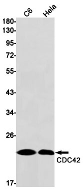 [KD] CDC42 Rabbit mAb