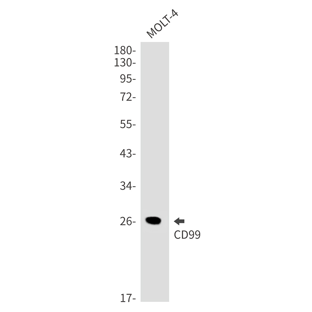 CD99 Rabbit Monoclonal Antibody