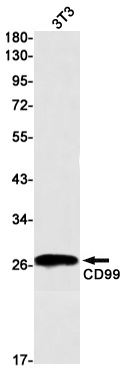 CD99 Rabbit Monoclonal Antibody