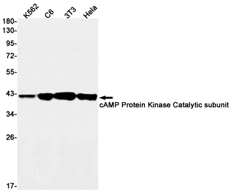[KD] cAMP Protein Kinase Catalytic Subunit Rabbit mAb