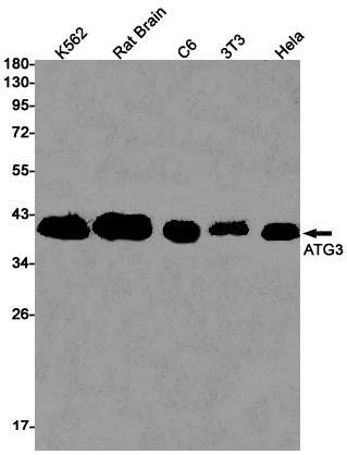 ATG3 Rabbit Monoclonal Antibody