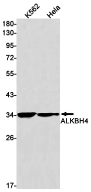 ALKBH4 Antibody