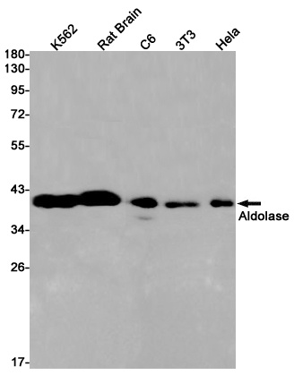 [KO] ALDOA Rabbit mAb