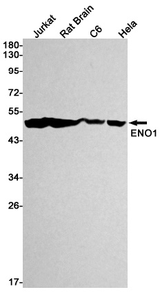 ENO1 Rabbit Monoclonal Antibody