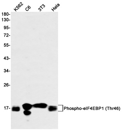 [KO] Phospho-4E BP1 (Thr46) Rabbit mAb