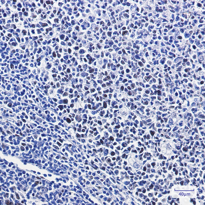Phospho-NRF2 (Ser40) Rabbit Monoclonal Antibody