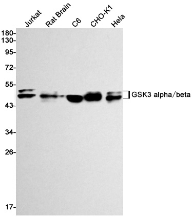 [KD] GSK3 alpha/beta Rabbit mAb