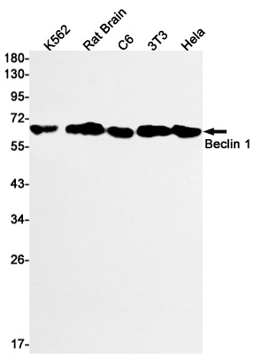 [KO] Beclin 1 Rabbit mAb