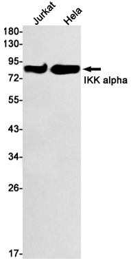 [KD] IKK alpha Rabbit mAb