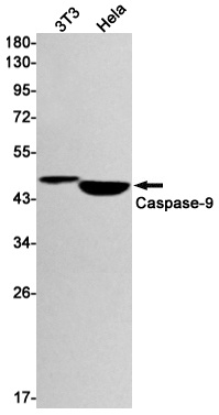 [KO] Caspase 9 Rabbit mAb