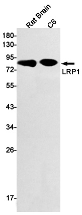 [KO] LRP1 Rabbit mAb