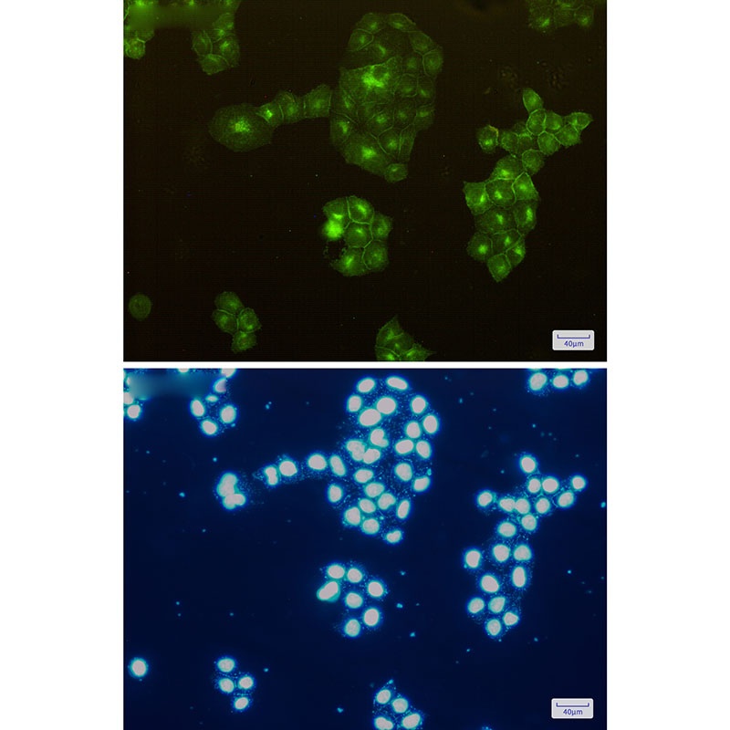 CD13 Rabbit Monoclonal Antibody