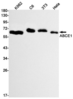 ABCE1 Rabbit mAb