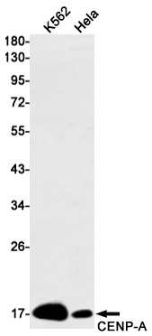CENPA Rabbit mAb
