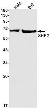[KO] SHP2 Rabbit mAb