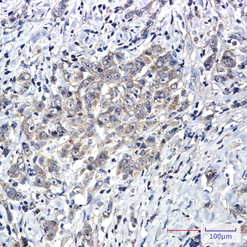 [KO] SHP2 Rabbit mAb