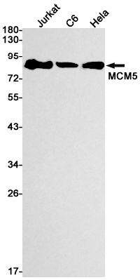 [KD] MCM5 Rabbit mAb