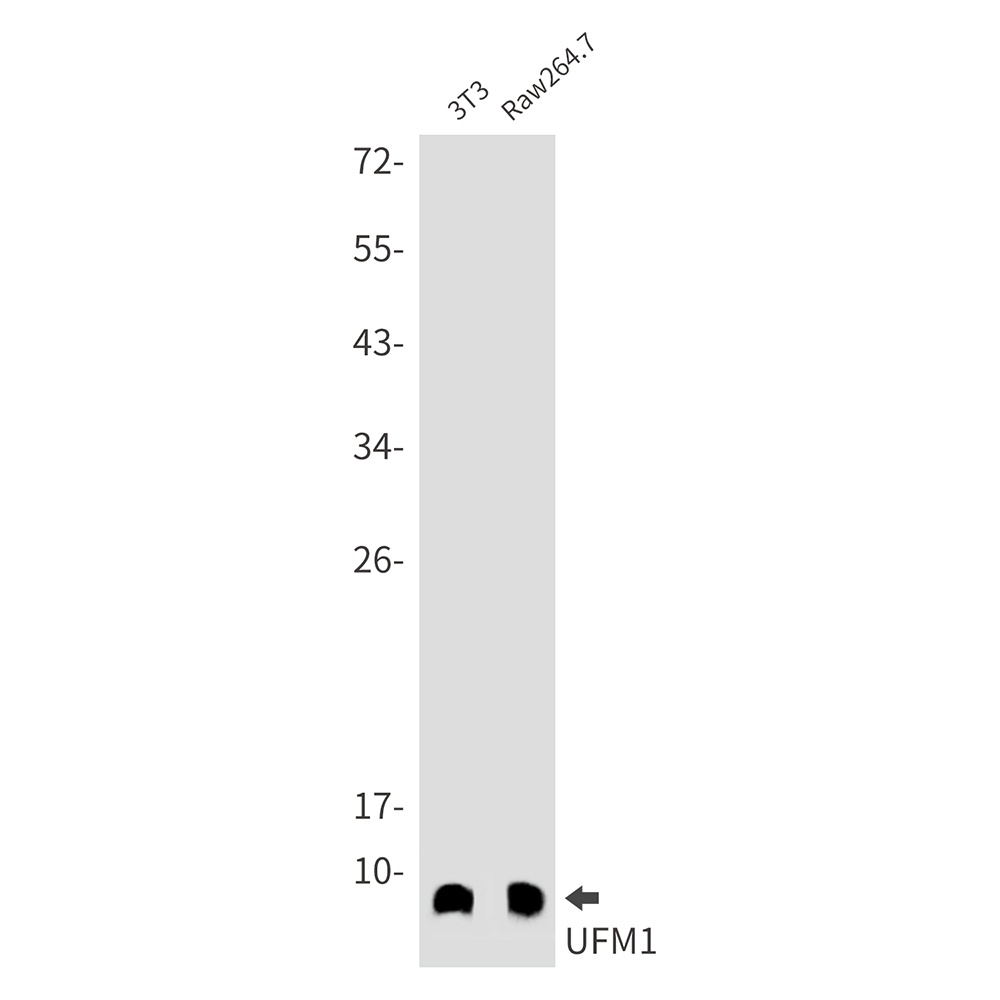 UFM1 Rabbit mAb