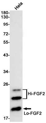 [KO] FGF2 Rabbit mAb