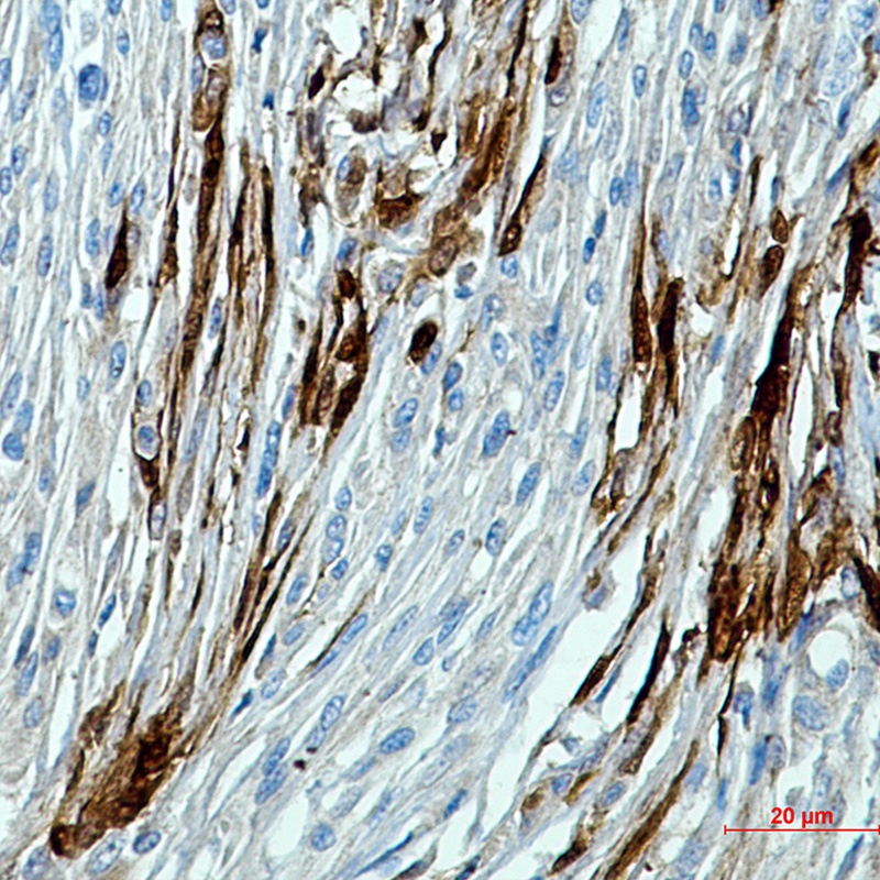 Calbindin Rabbit pAb