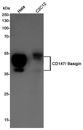 CD147 Rabbit pAb