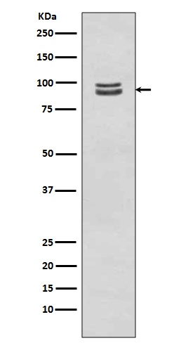 Phospho-STAT3 (Ser727) Rabbit pAb