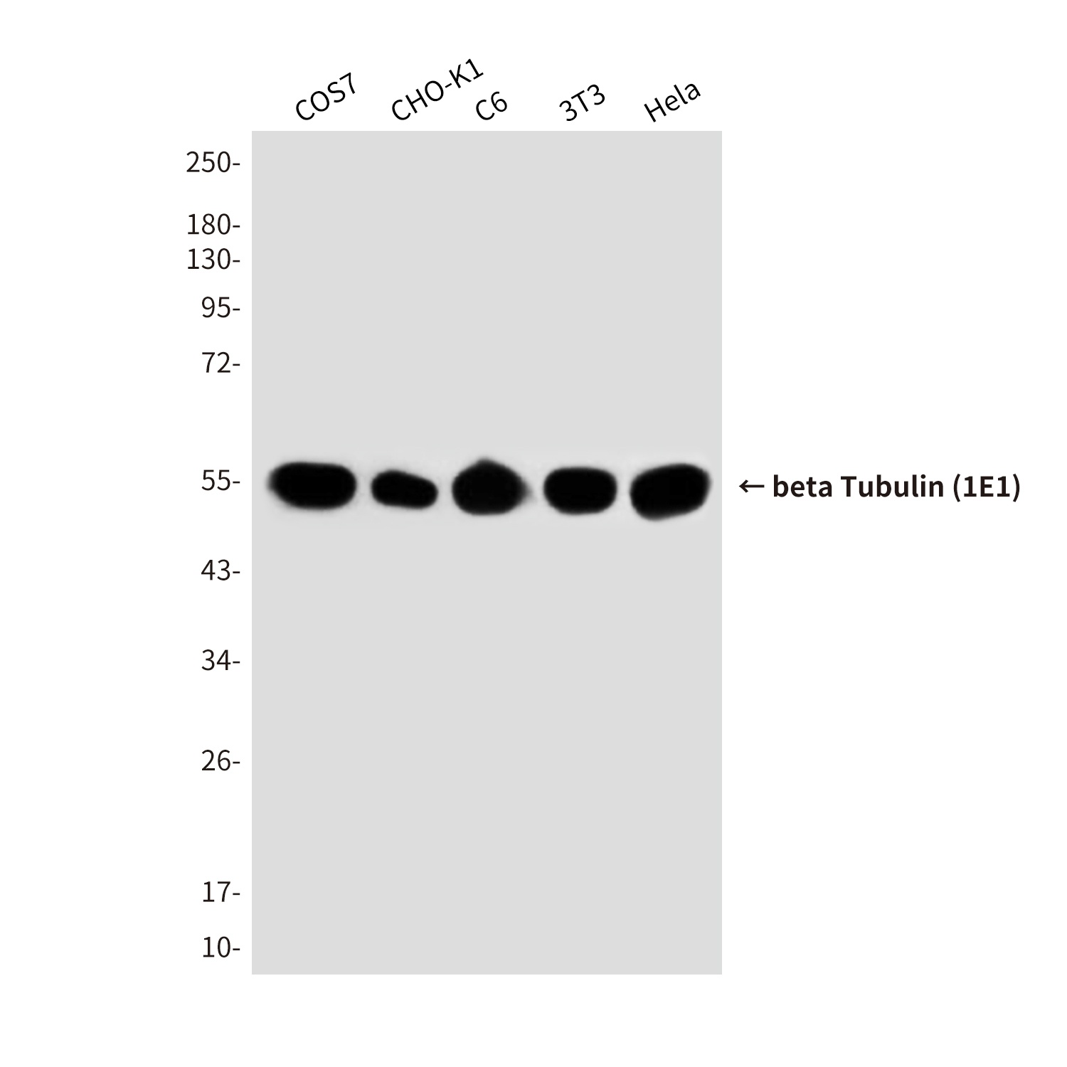 Beta Tubulin Mouse Monoclonal Antibody (HRP)