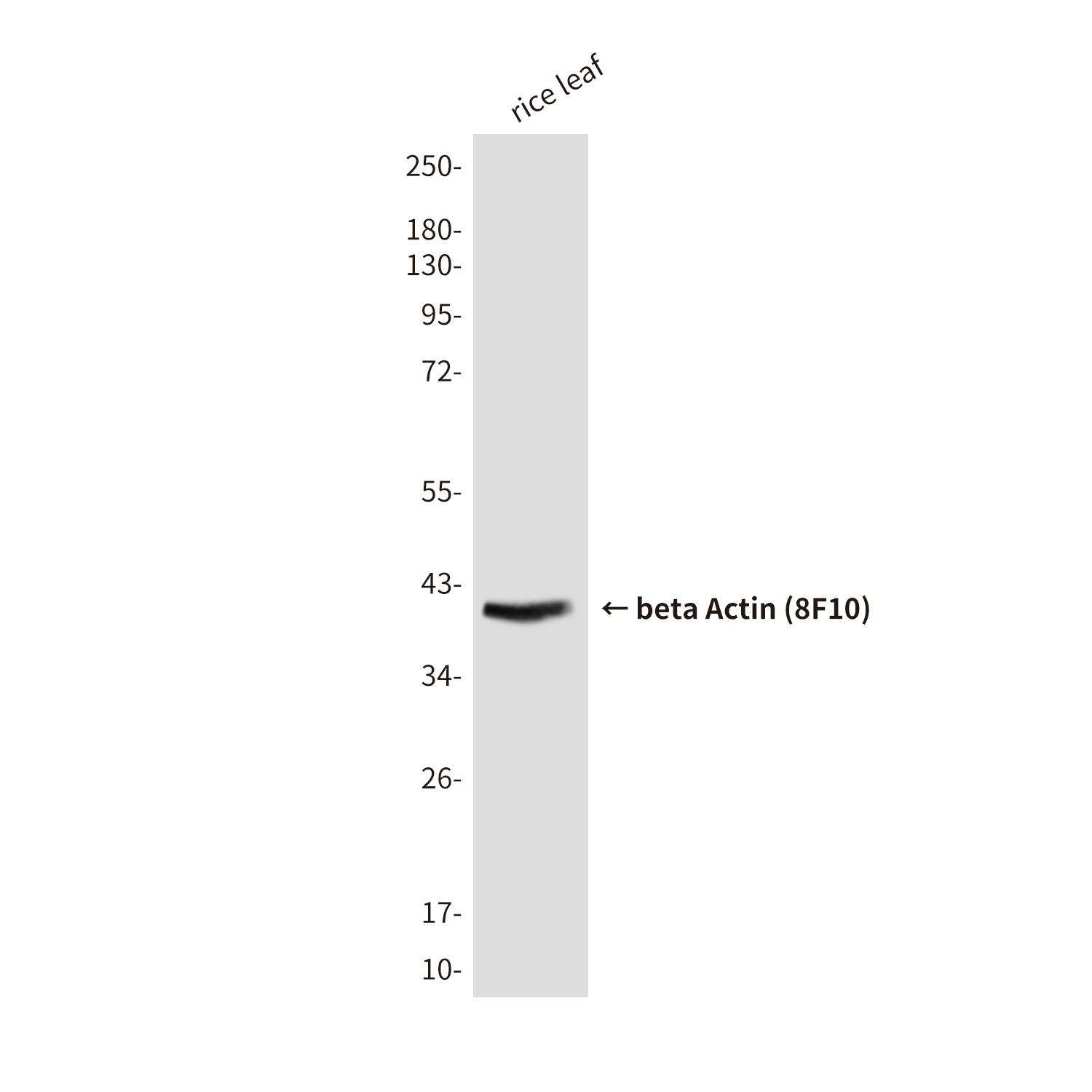 Beta Actin Mouse Monoclonal Antibody (HRP)
