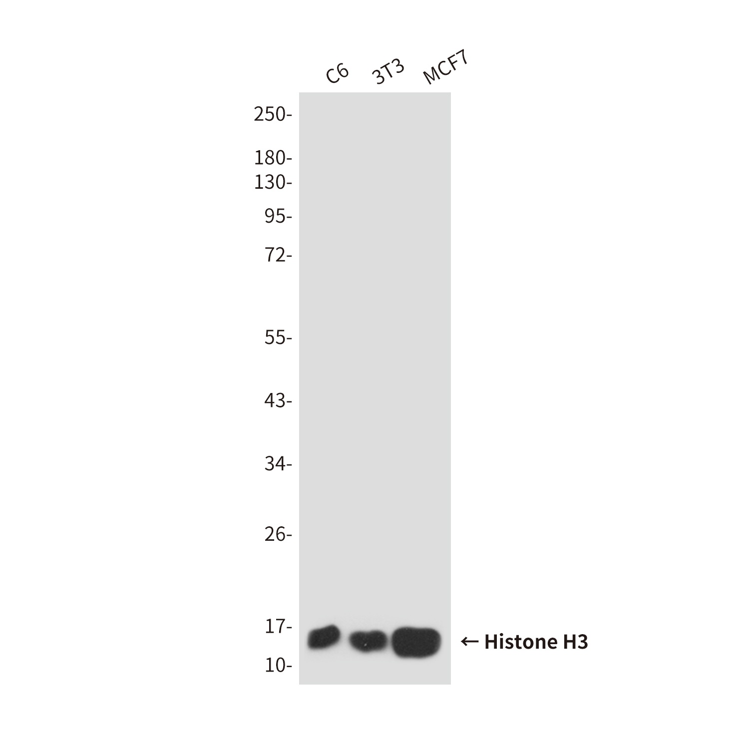 Histone H3 (6G2) Mouse mAb