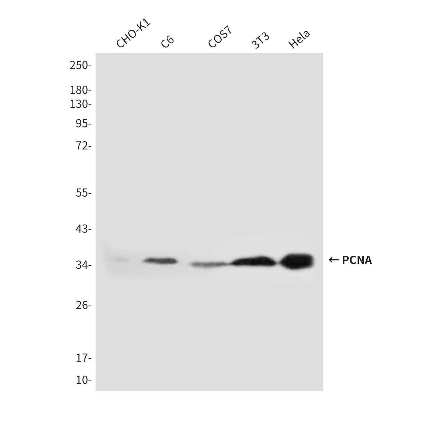 PCNA Antibody