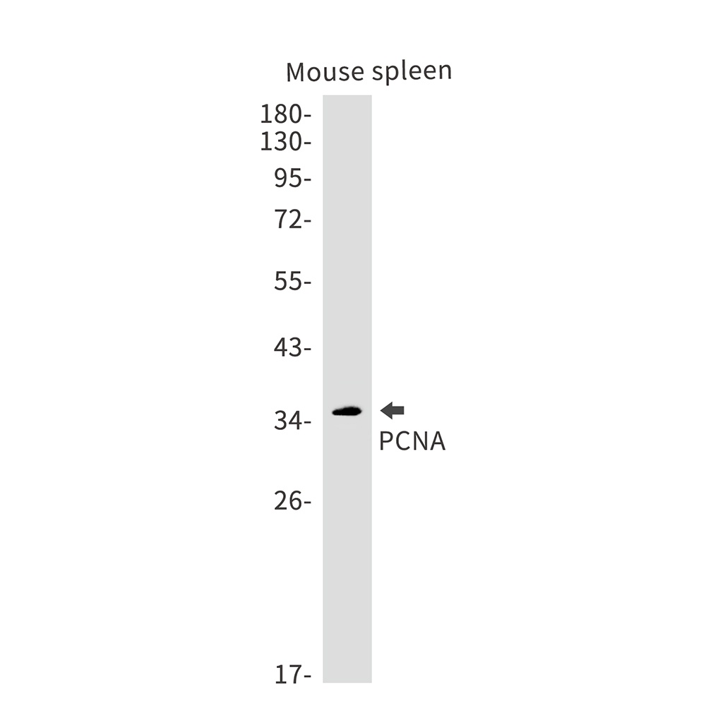 PCNA Antibody