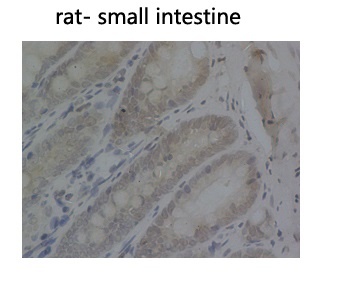 PCNA (9C9) Mouse mAb