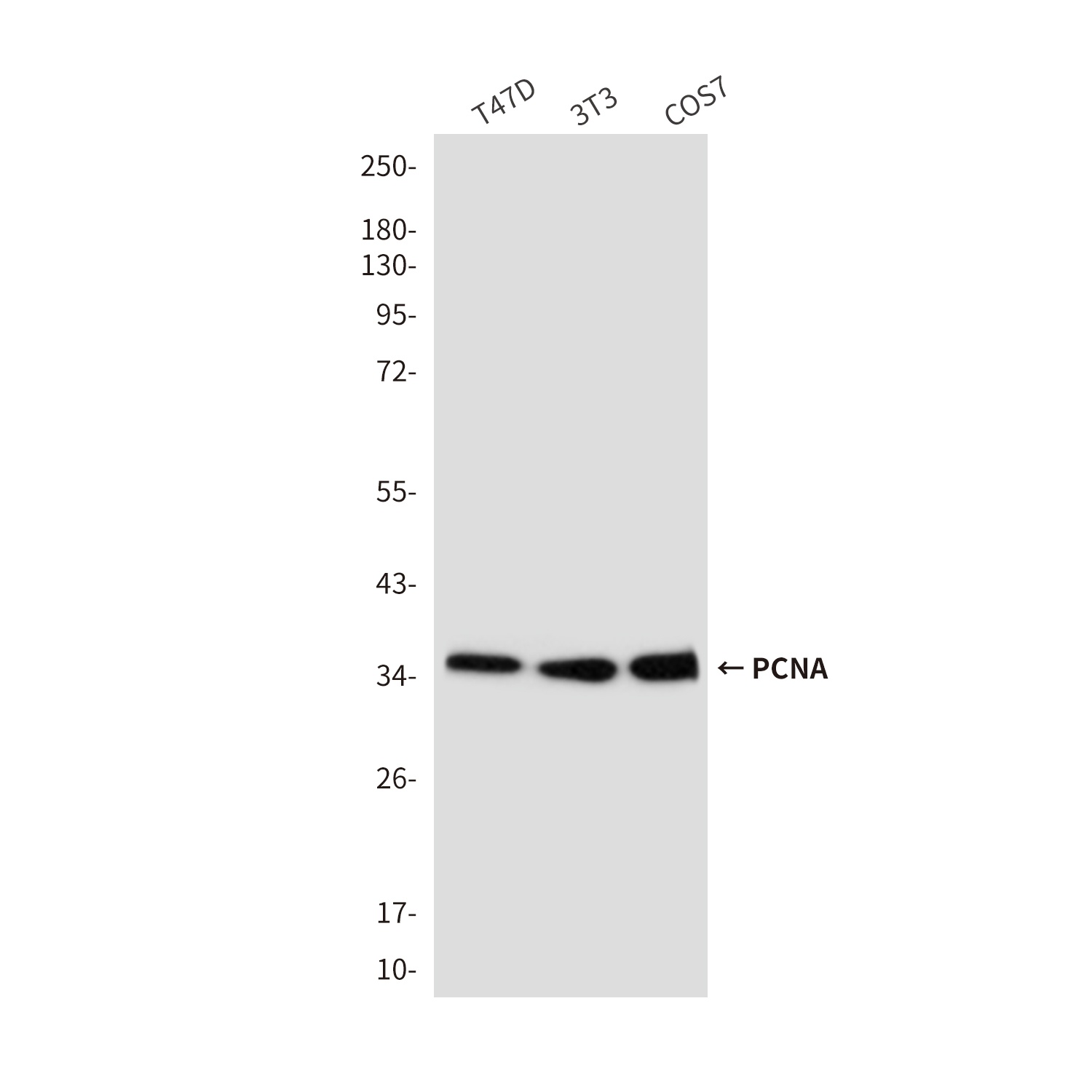 PCNA (9C9) Mouse mAb
