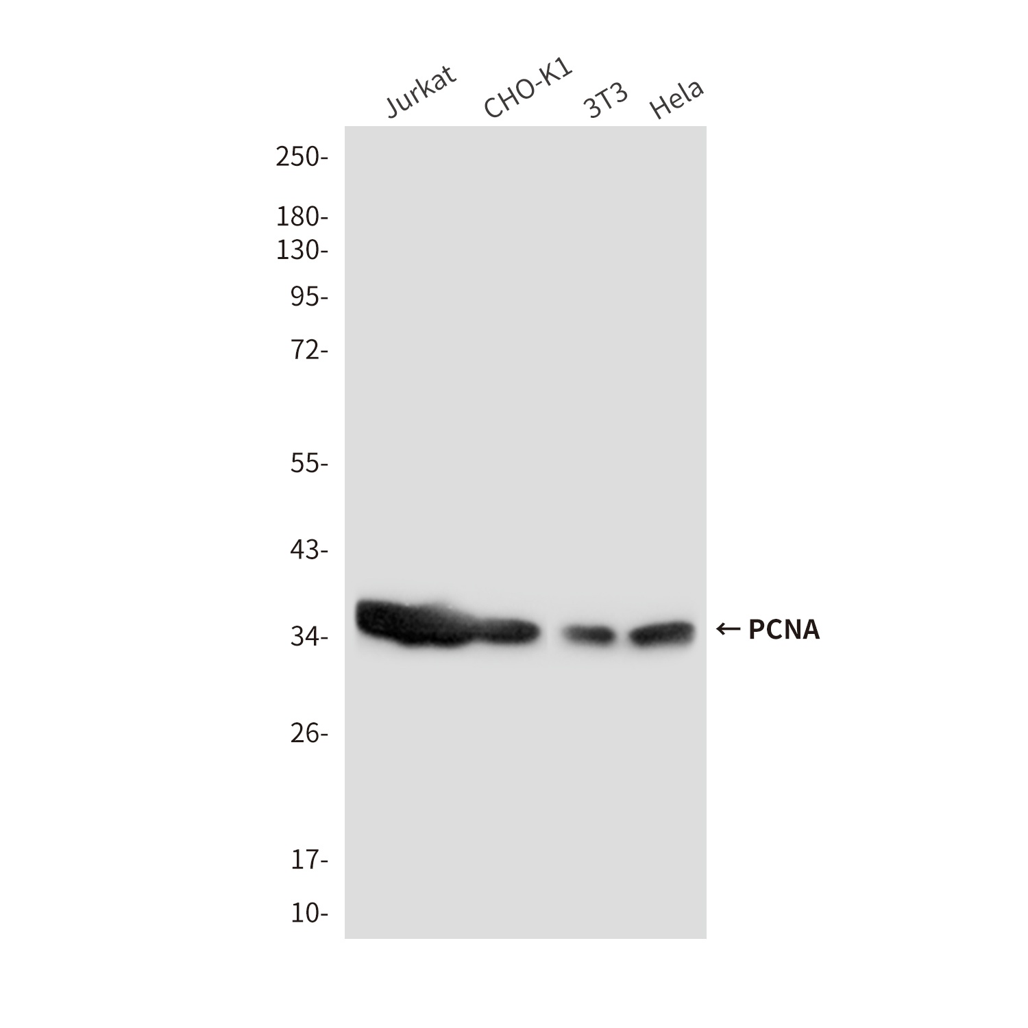 PCNA (9C9) Mouse mAb